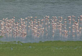 Lesser Flamingo