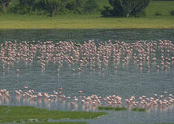 Lesser Flamingo