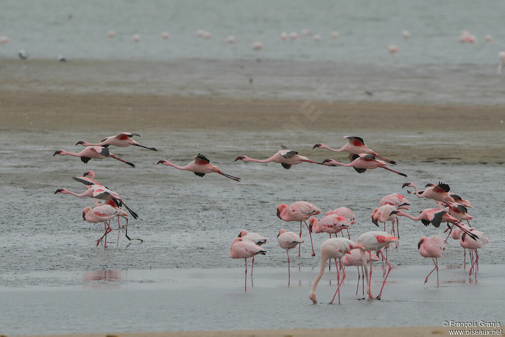 Lesser Flamingo