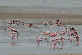 Lesser Flamingo