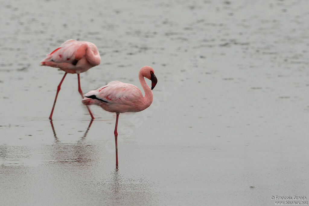 Lesser Flamingo