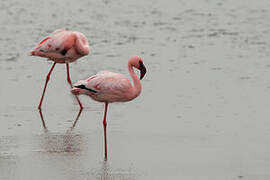 Lesser Flamingo