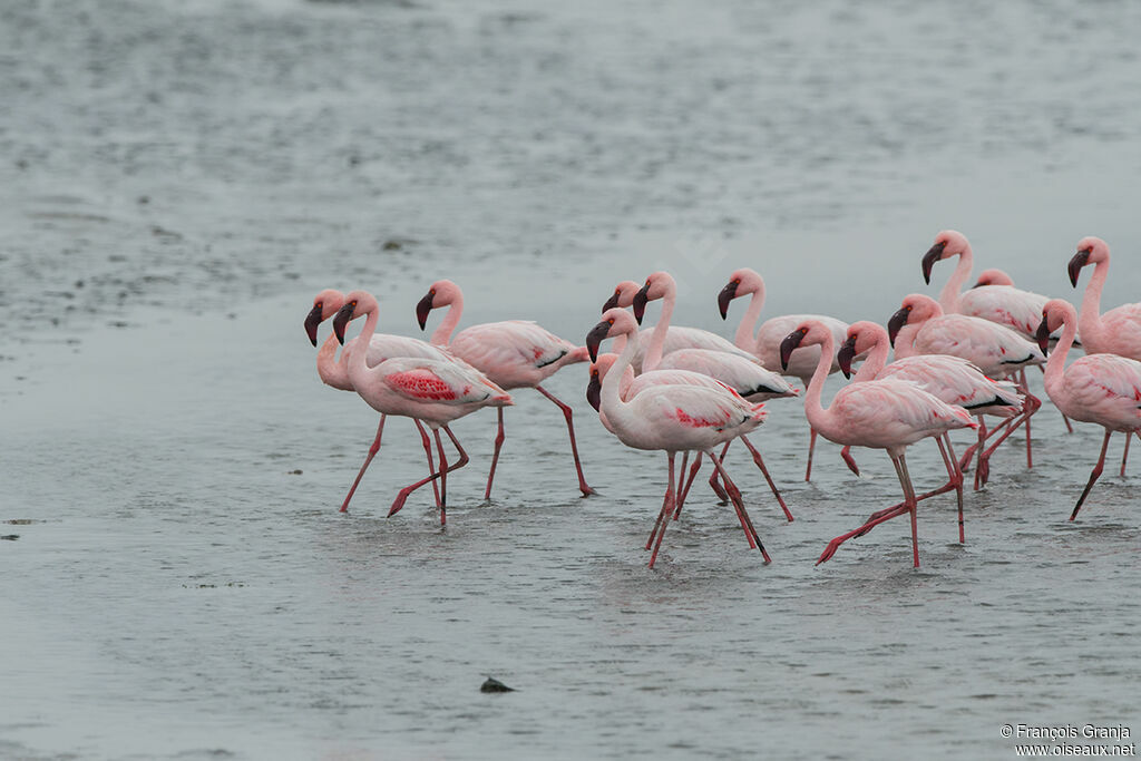 Lesser Flamingo