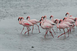 Lesser Flamingo