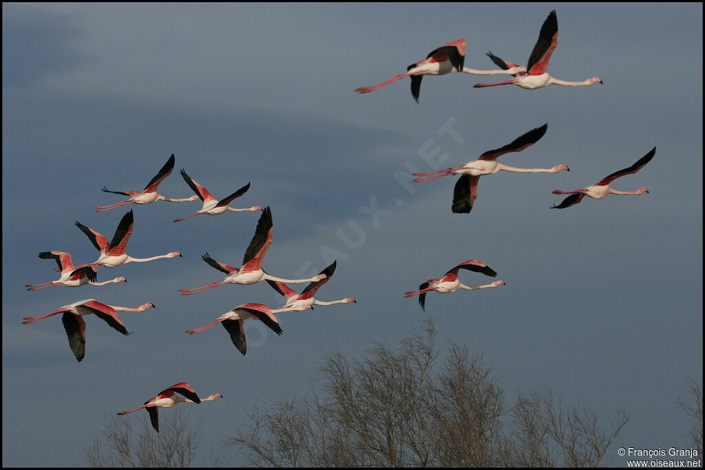 Greater Flamingoadult, Flight