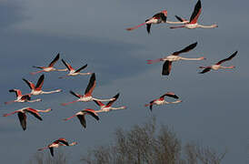 Greater Flamingo