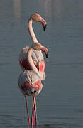 Flamant rose