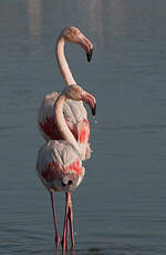 Flamant rose