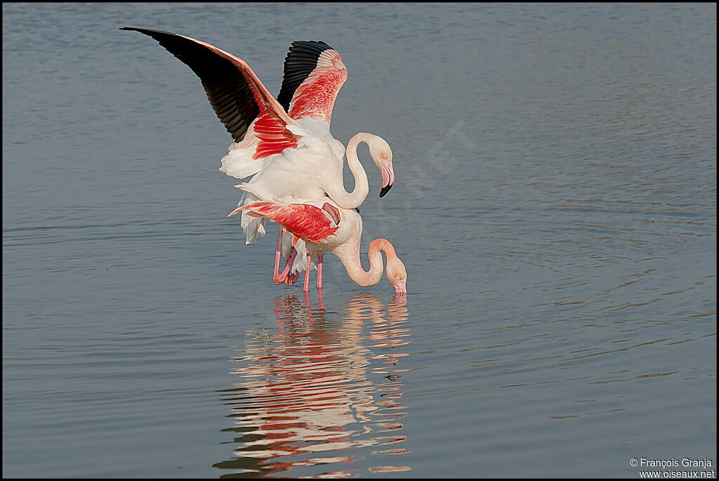 Flamant rose , Comportement