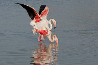 Flamant rose