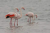 Flamant rose