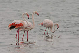 Greater Flamingo