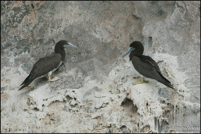 Brown Booby adult