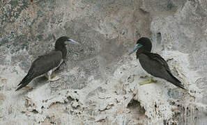 Brown Booby