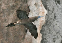 Brown Booby