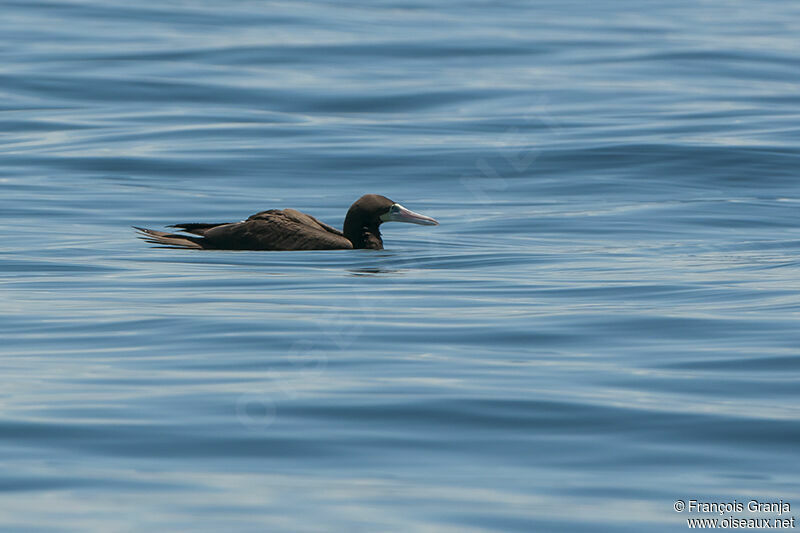 Brown Booby