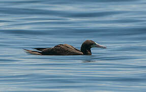 Brown Booby