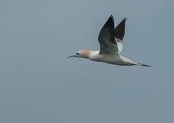 Northern Gannet