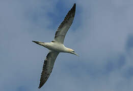 Northern Gannet