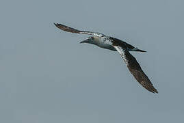 Northern Gannet