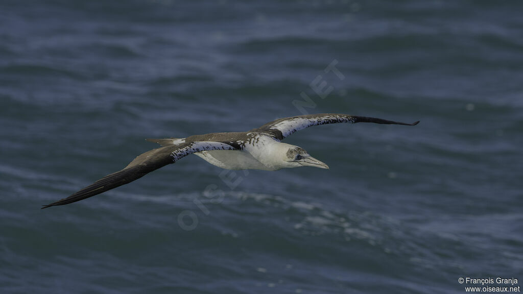 Northern Gannet