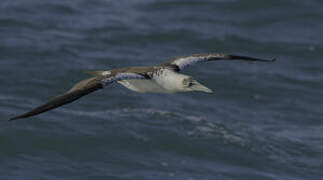 Northern Gannet