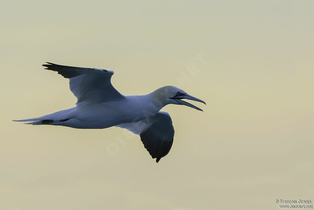 Northern Gannet