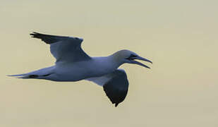 Northern Gannet