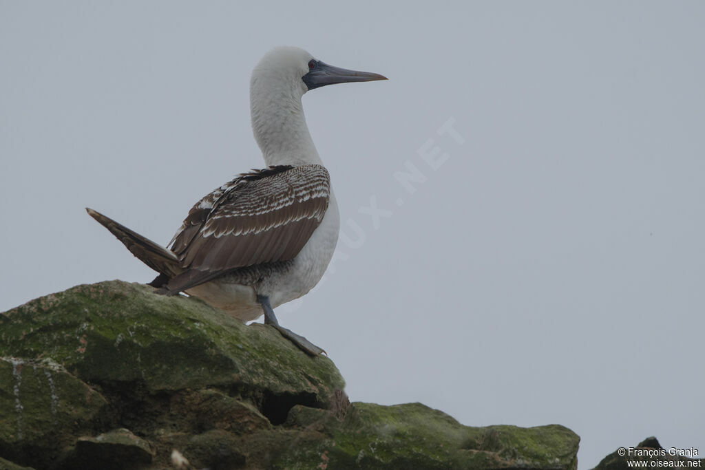 Peruvian Booby