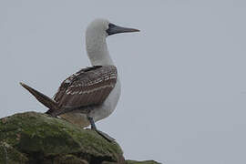 Peruvian Booby