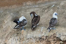 Peruvian Booby