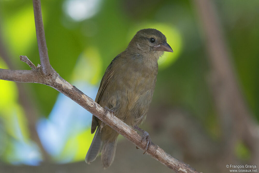 Foudi des Seychelles