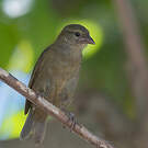 Foudi des Seychelles