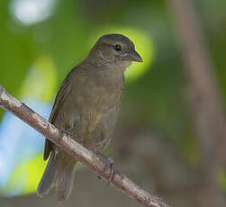 Foudi des Seychelles