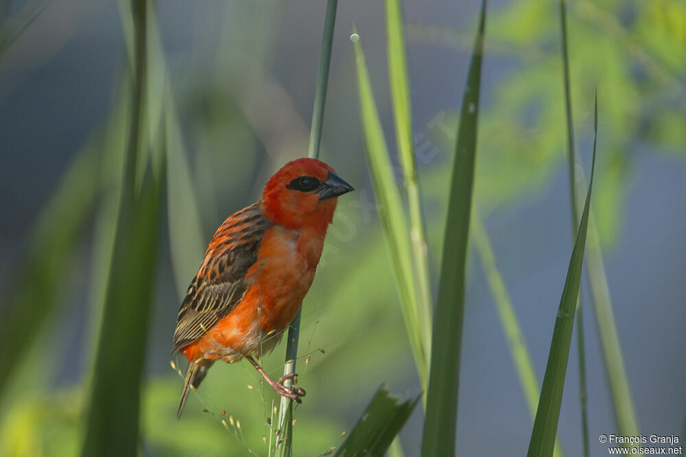 Red Fody male adult