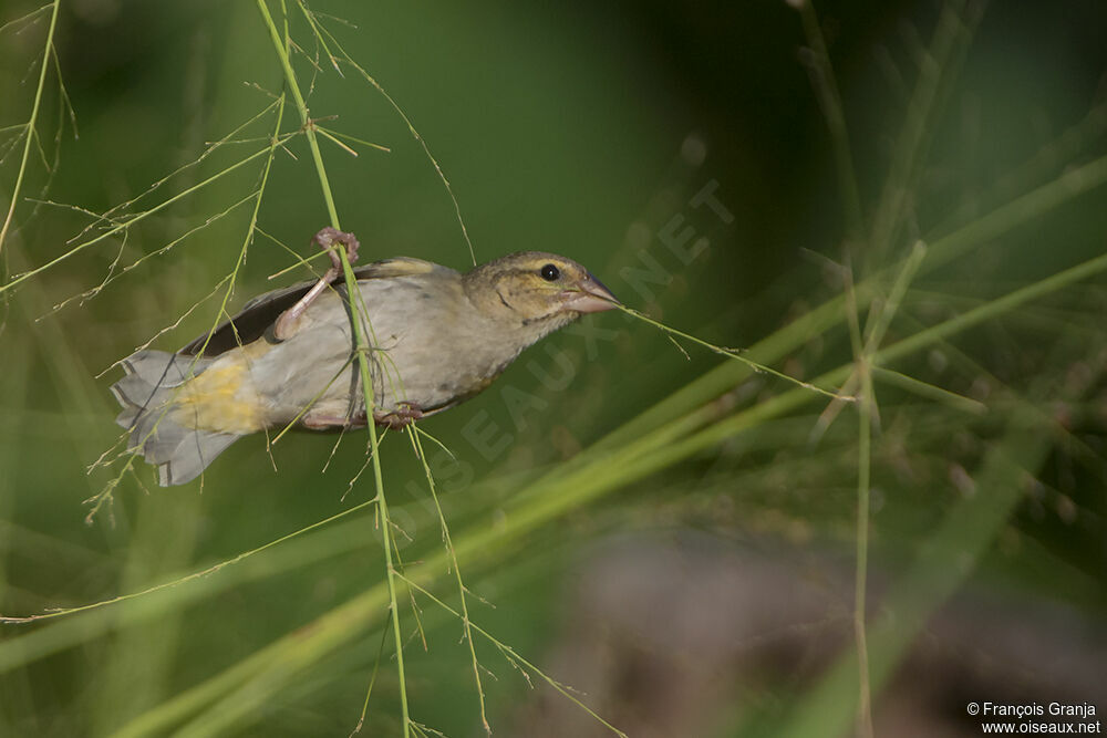 Red Fody female adult