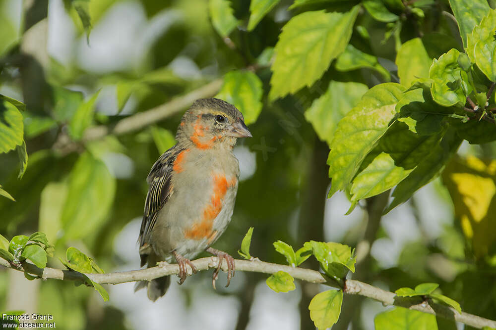 Red Fody male immature, identification