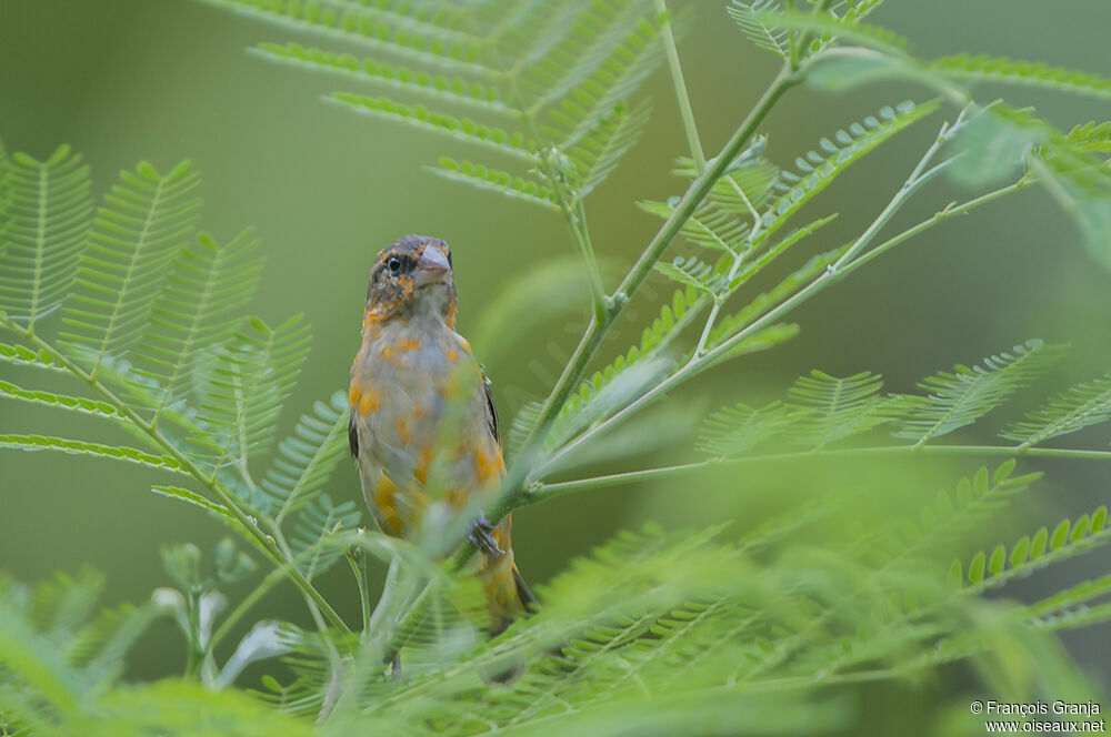 Red Fody male immature