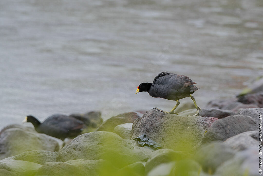 Andean Coot