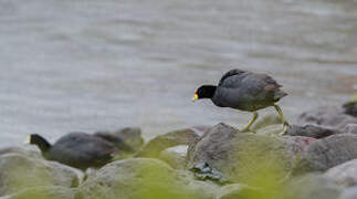 Andean Coot