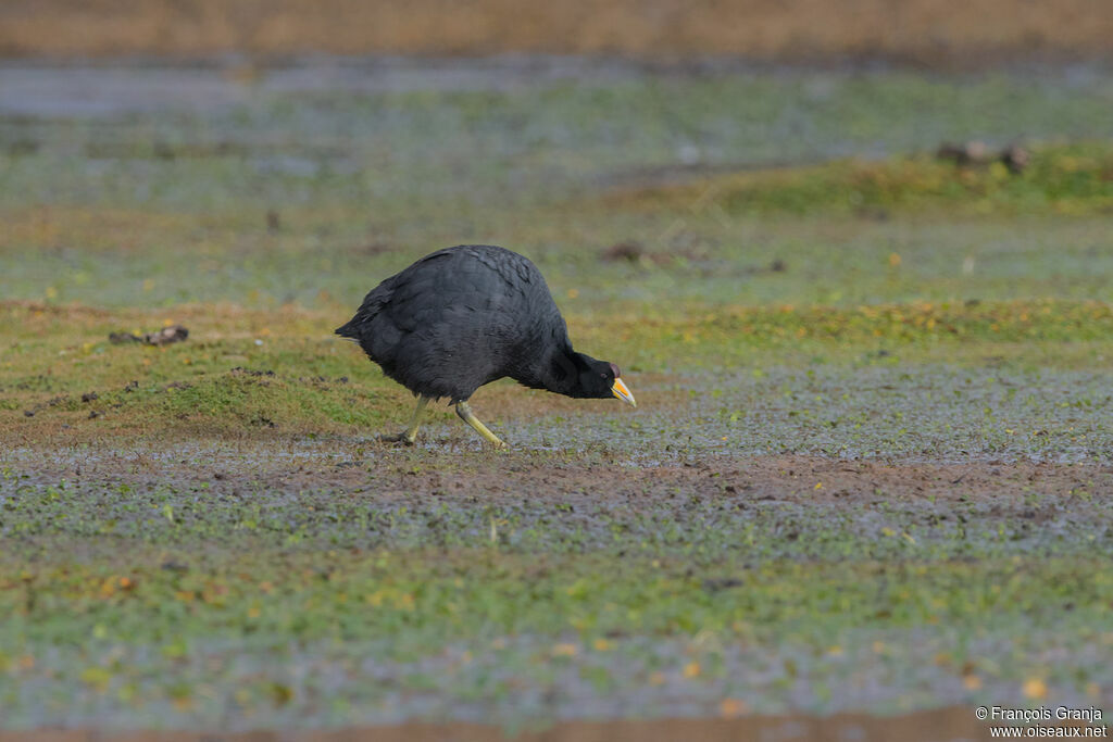 Andean Coot