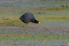 Andean Coot