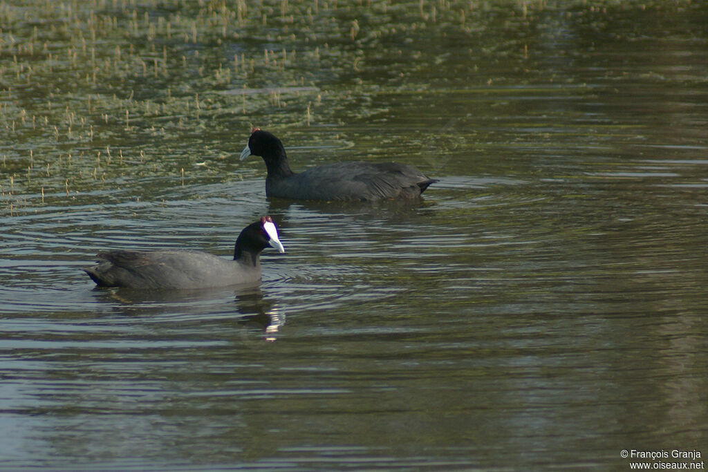 Red-knobbed Cootadult