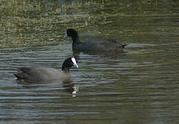 Red-knobbed Coot