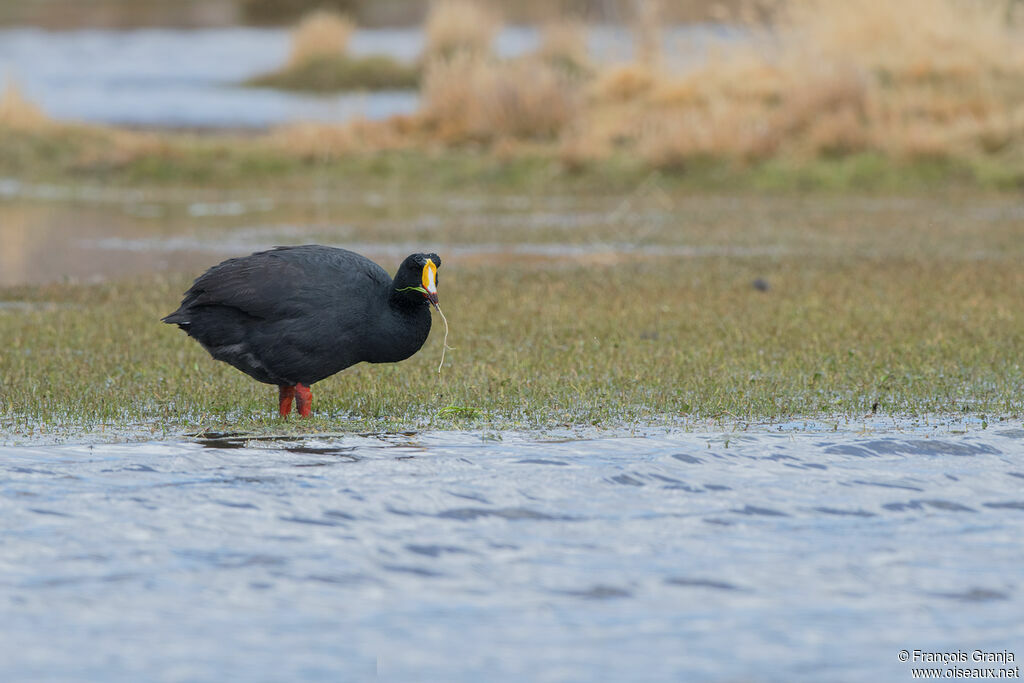 Giant Coot