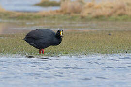 Giant Coot