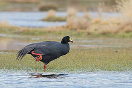 Giant Coot