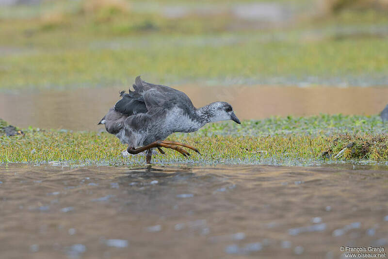 Foulque géante juvénile frgr290622