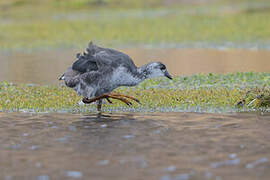 Giant Coot