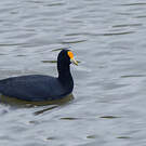 Foulque leucoptère